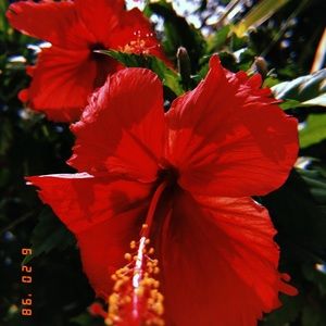 Meet your Posher, Emma